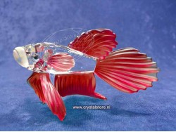 Siamese Vechtvis rood