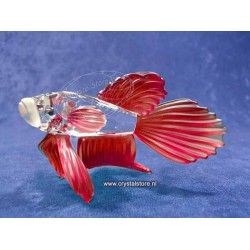Siamese Fighting Fish Red