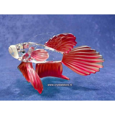 Siamese Fighting Fish Red