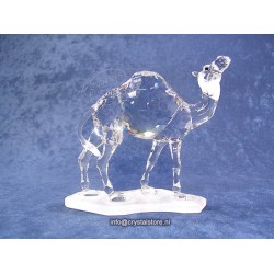 Camel (Dromedary)