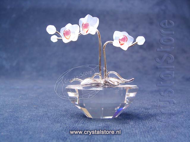 Orchidee Rhodium (geen sticker)