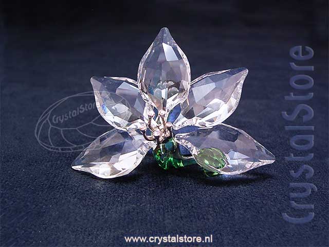 Orchid - Renewal gift 2013