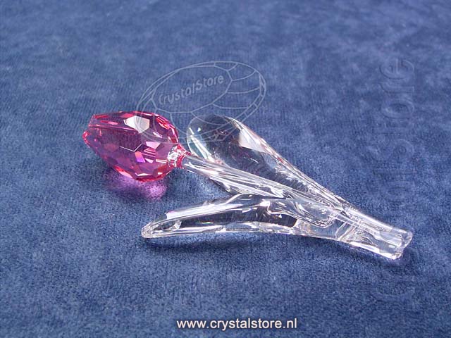 Tulip pink