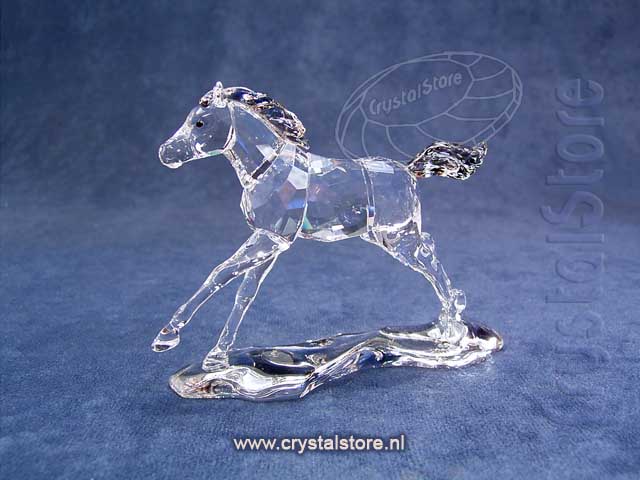 SCS Foal 2014
