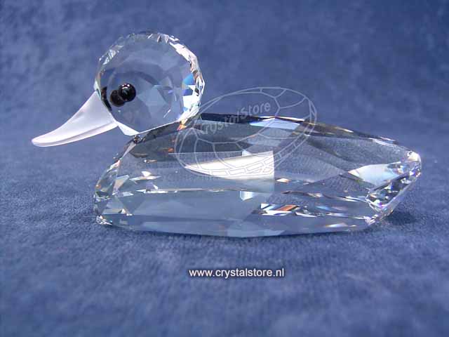 Mallard - Duck