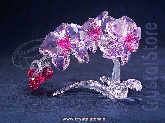 Crystal Flowers Orchid