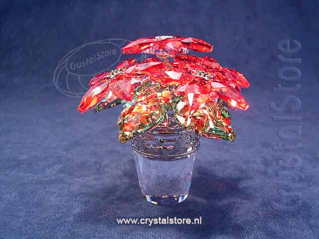 Poinsettia Groot 
