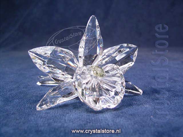 Orchidee geel (geen doos)