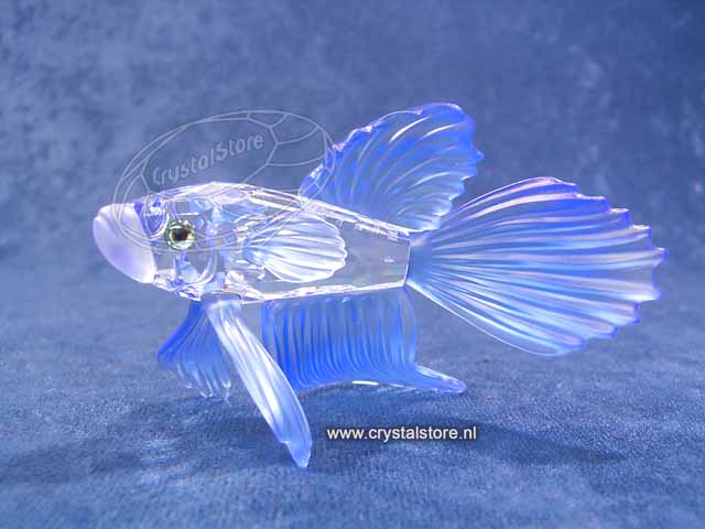 Siamese Fighting Fish Blue