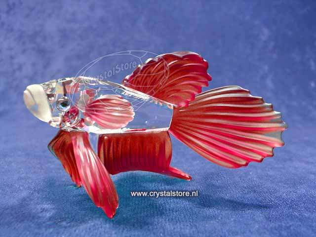 Siamese Fighting Fish Red